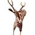 Majestic Stag Ornamen